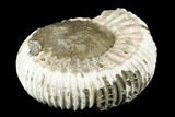 Jurassic Ammonite Fossil - Russia #181237-2